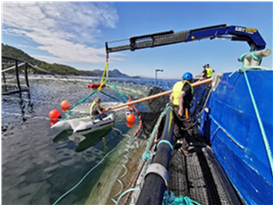 A small test cage is lifted with a crane into a net pen for salmon farming and filled with fish. Picture by SINTEF Ocean September 2020