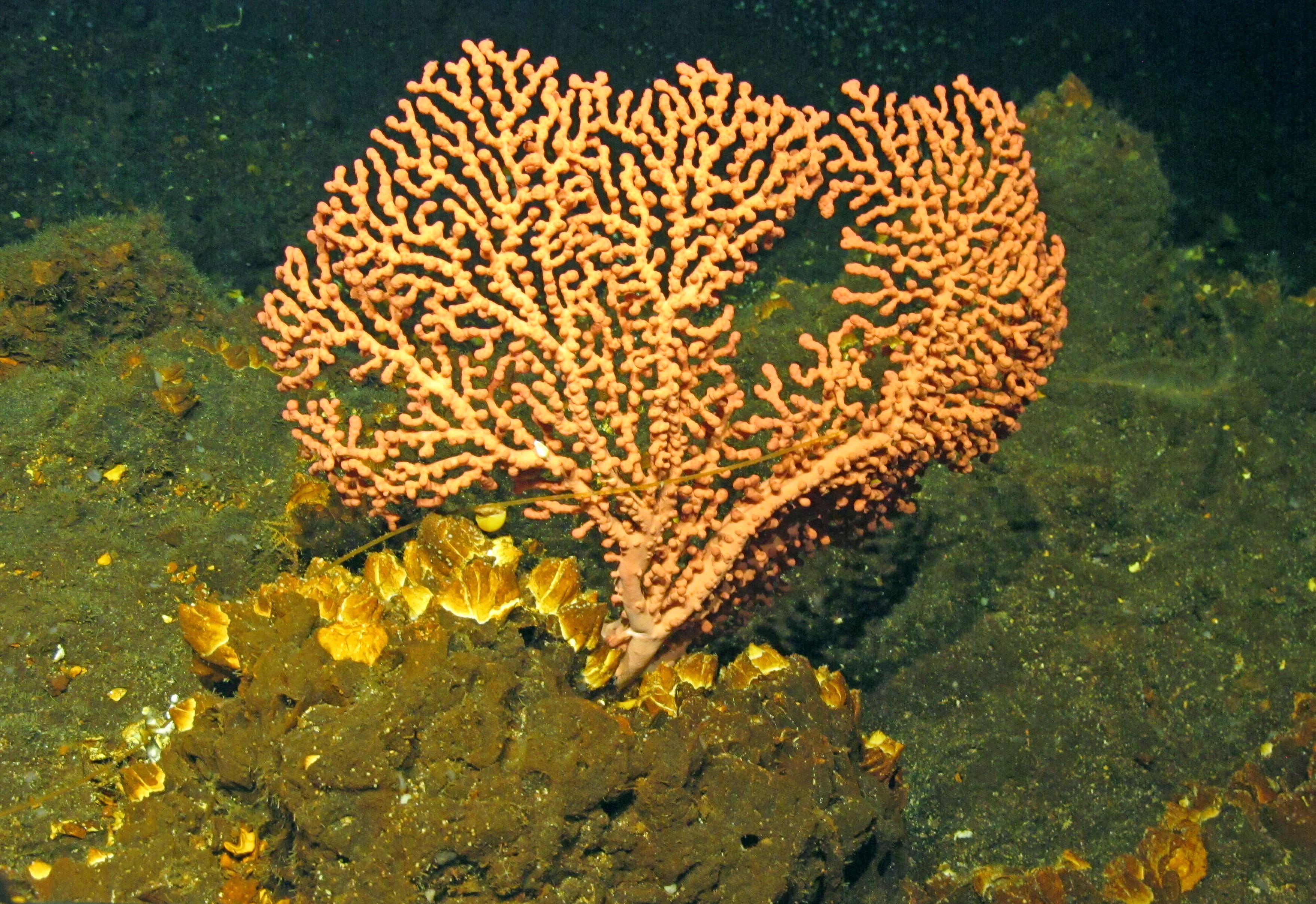 ATLAS Paragorgia sp credit ROV Luso