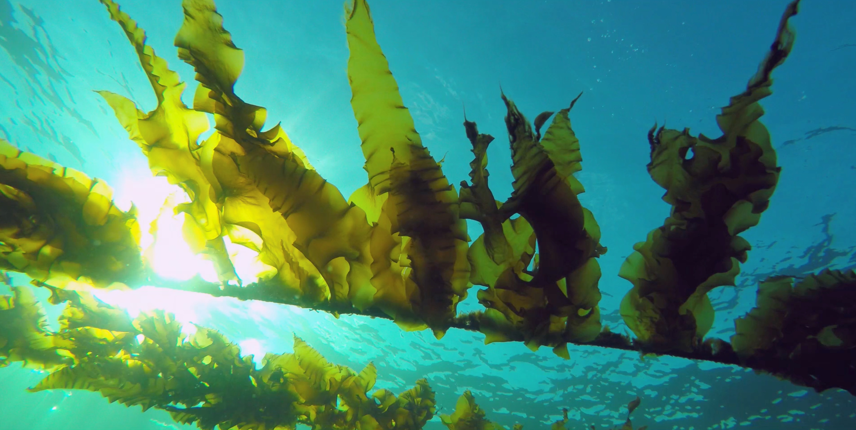 Caption: Sugar kelp (Saccharina latissimia) cultivated by GENIALG partner, Seaweed Energy Solutions (SES). Image credit: SES. 